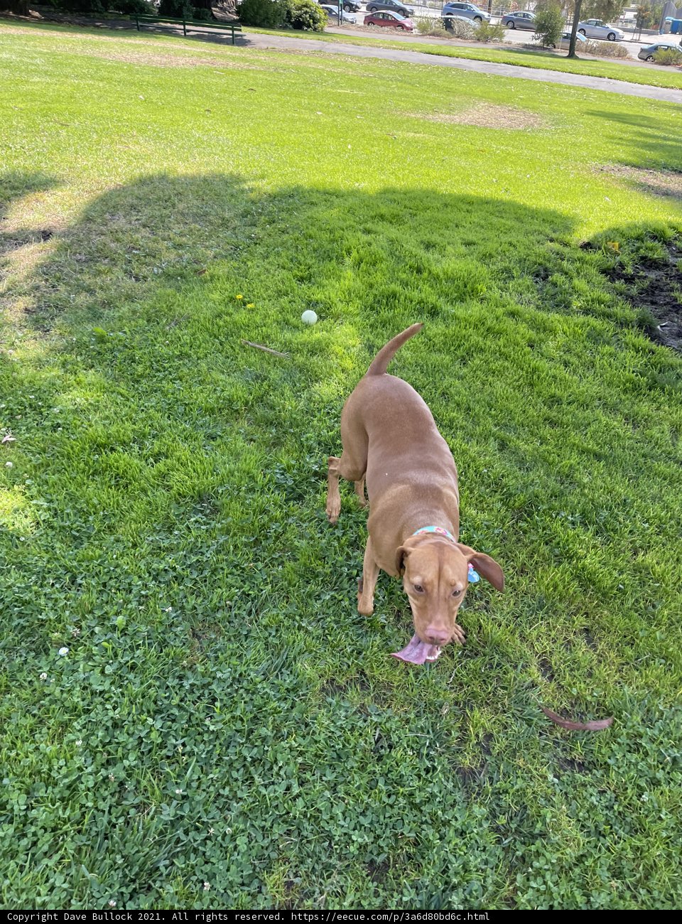 Playtime in the Grass