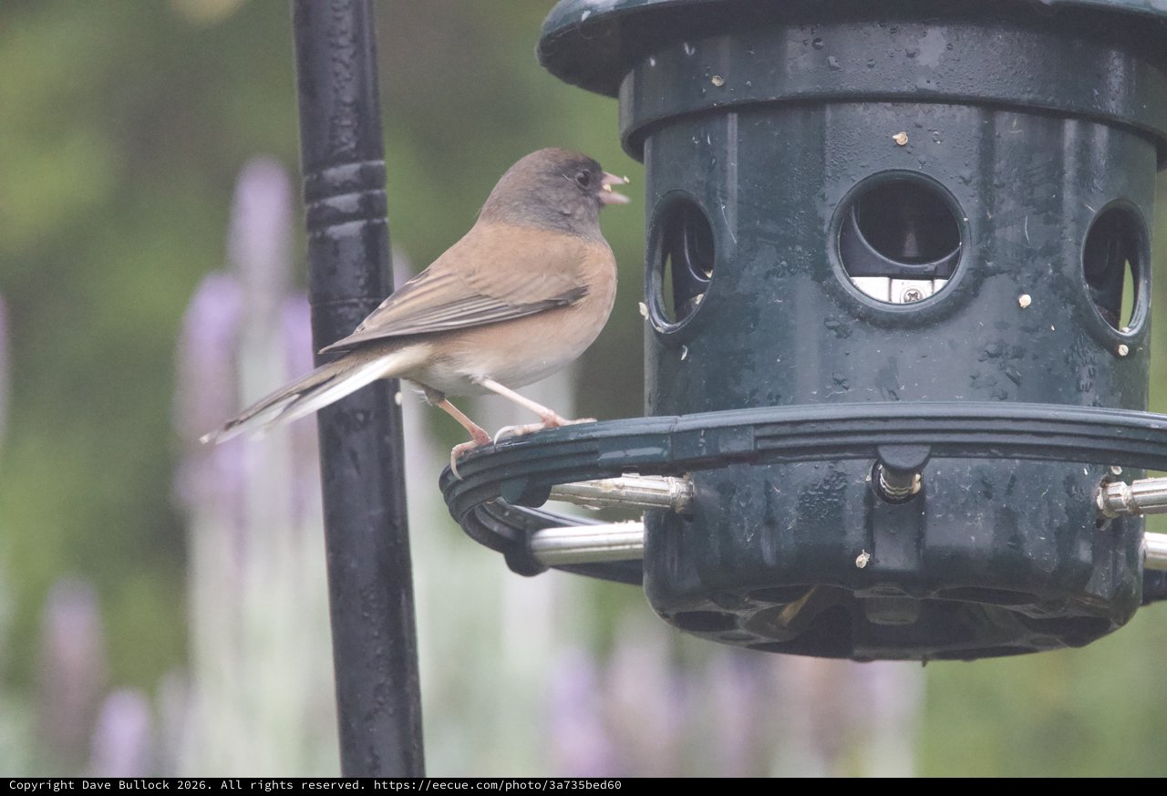 Dark-Eyed Junco Perched on Backyard Bird Feeder