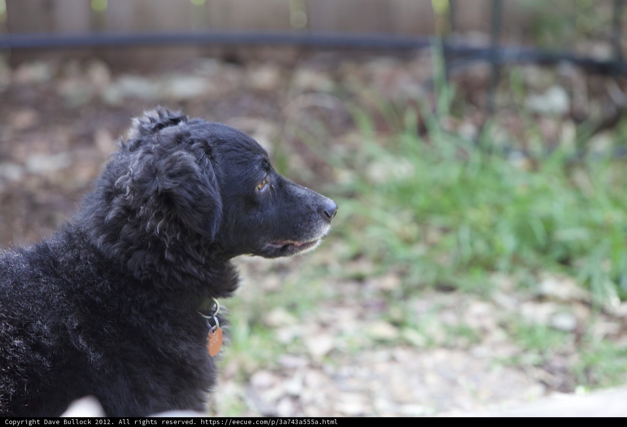 Pensive Poodle