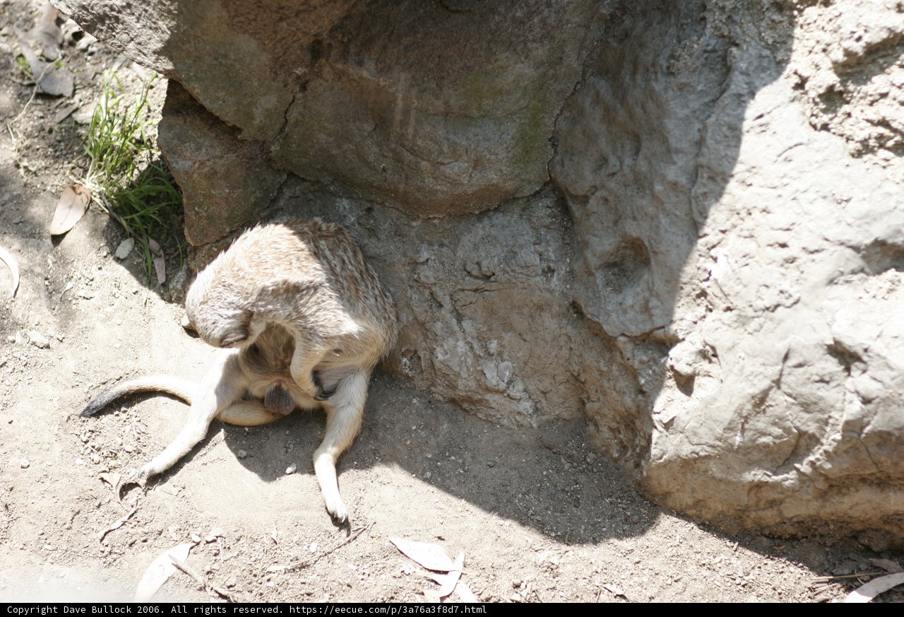 Curious Meerkat