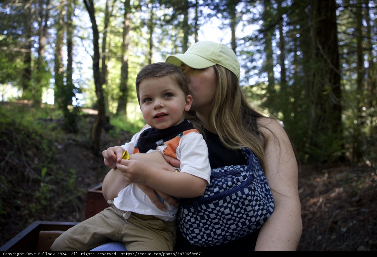 Forest Embrace: A Mother’s Love Among the Trees
