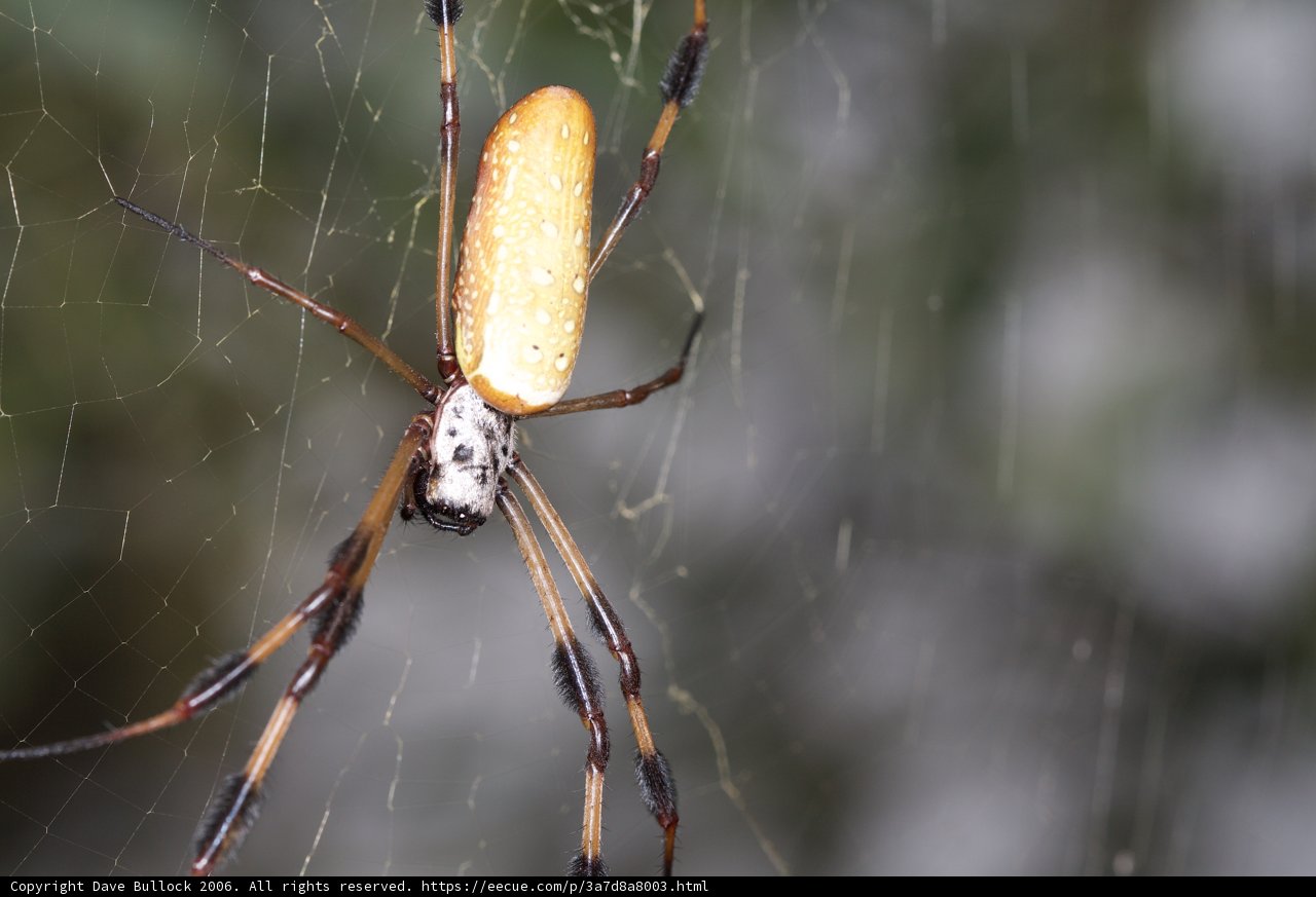 The Yellow Garden Spider