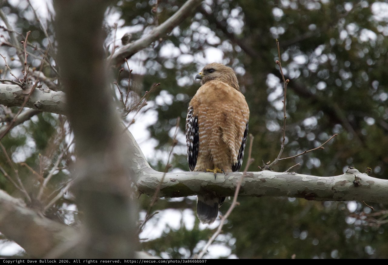 Red-Shouldered Hawk Perched on Winter Branch
