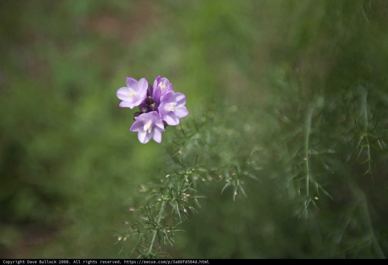 Solo Purple Beauty