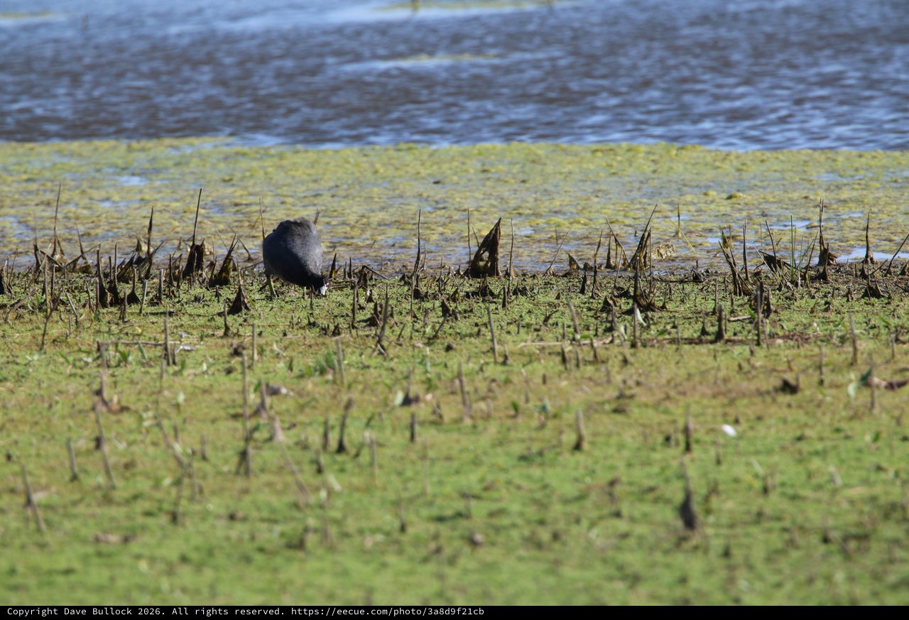 Coot Foraging in Wetland Stubble at Yolo Bypass