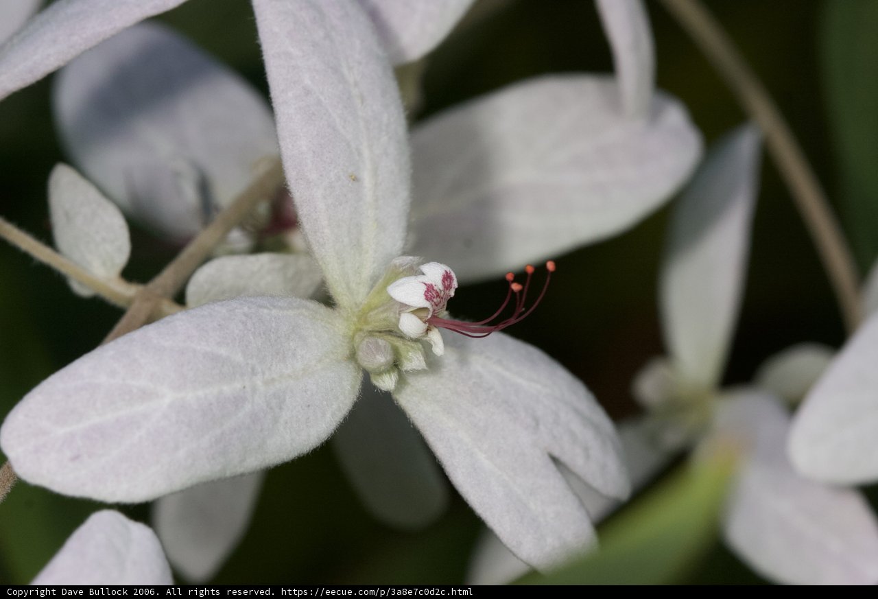 Beauty of a White Flower