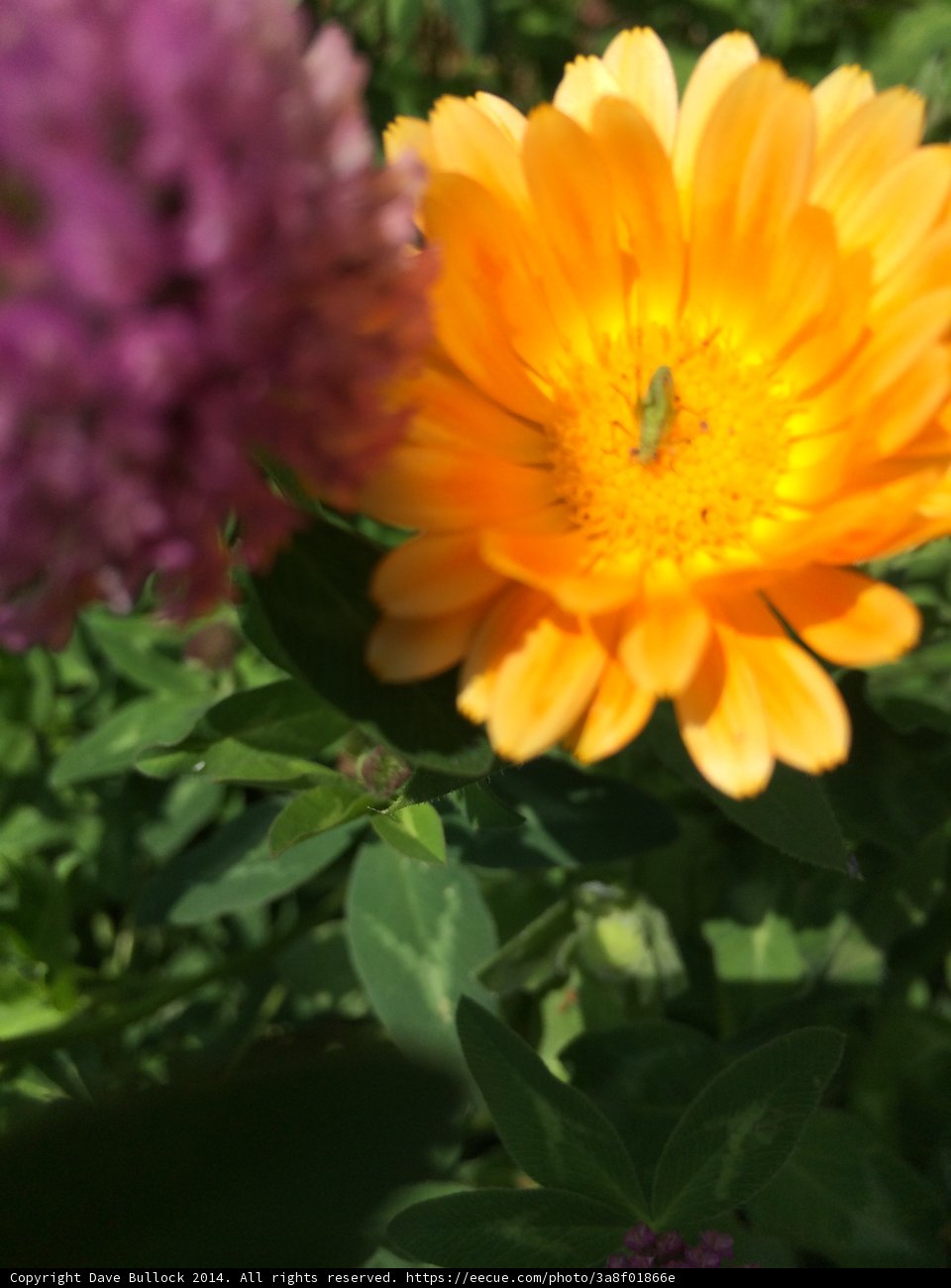 Daisy Pollinator