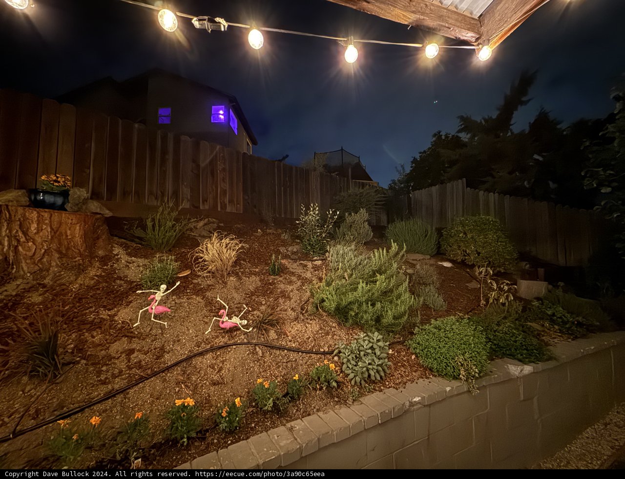 Enchanted Backyard Evenings