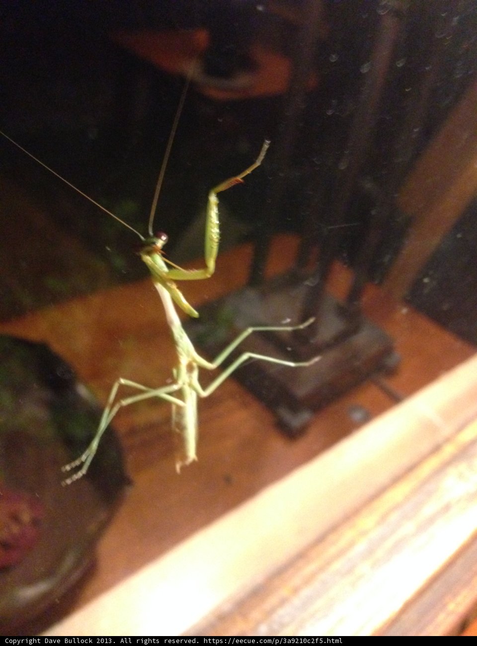 Hanging Cricket Insect