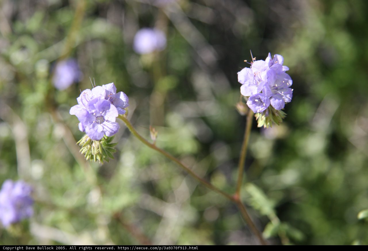 Blooming Wilderness