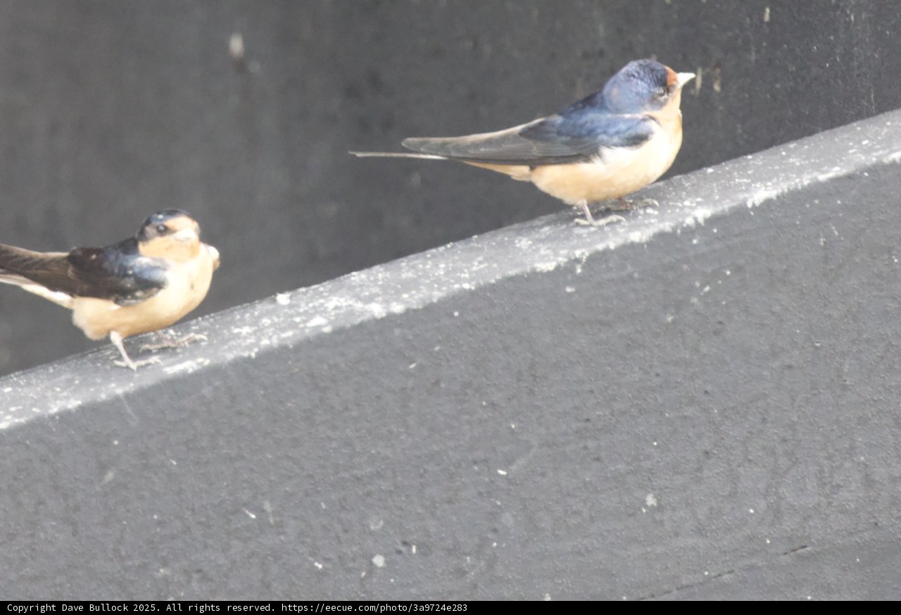 A Moment of Avian Grace