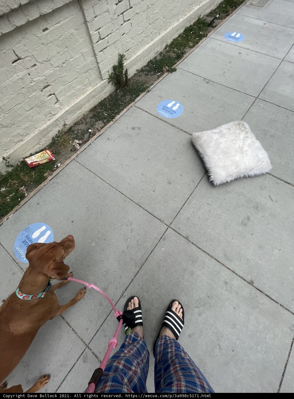 The Leashed Companion