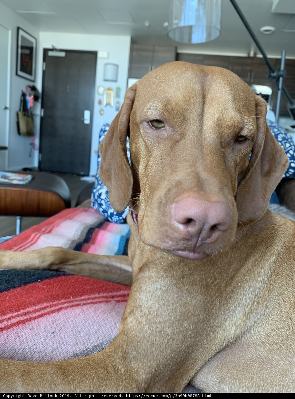 Resting Pooch