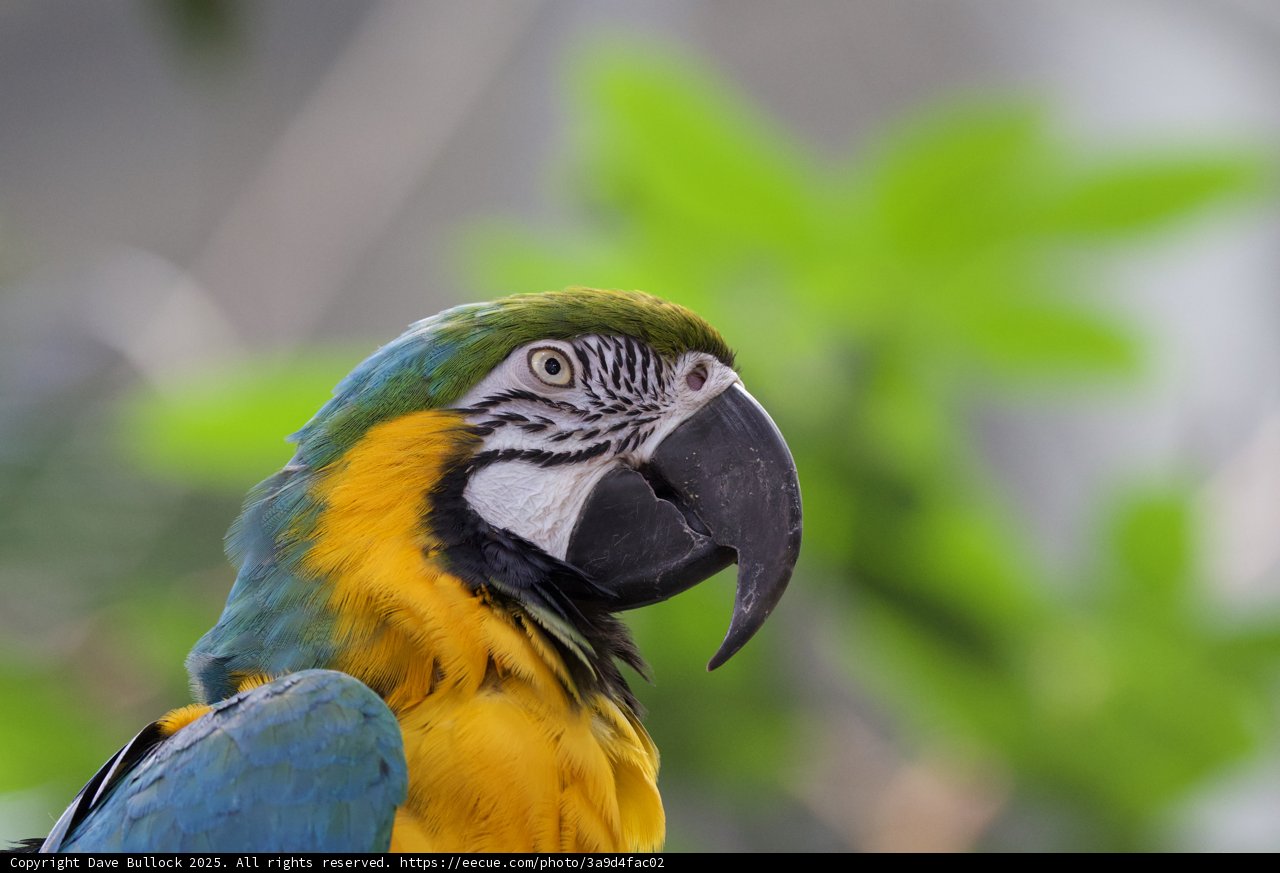 Majestic Macaw in Vibrant Splendor