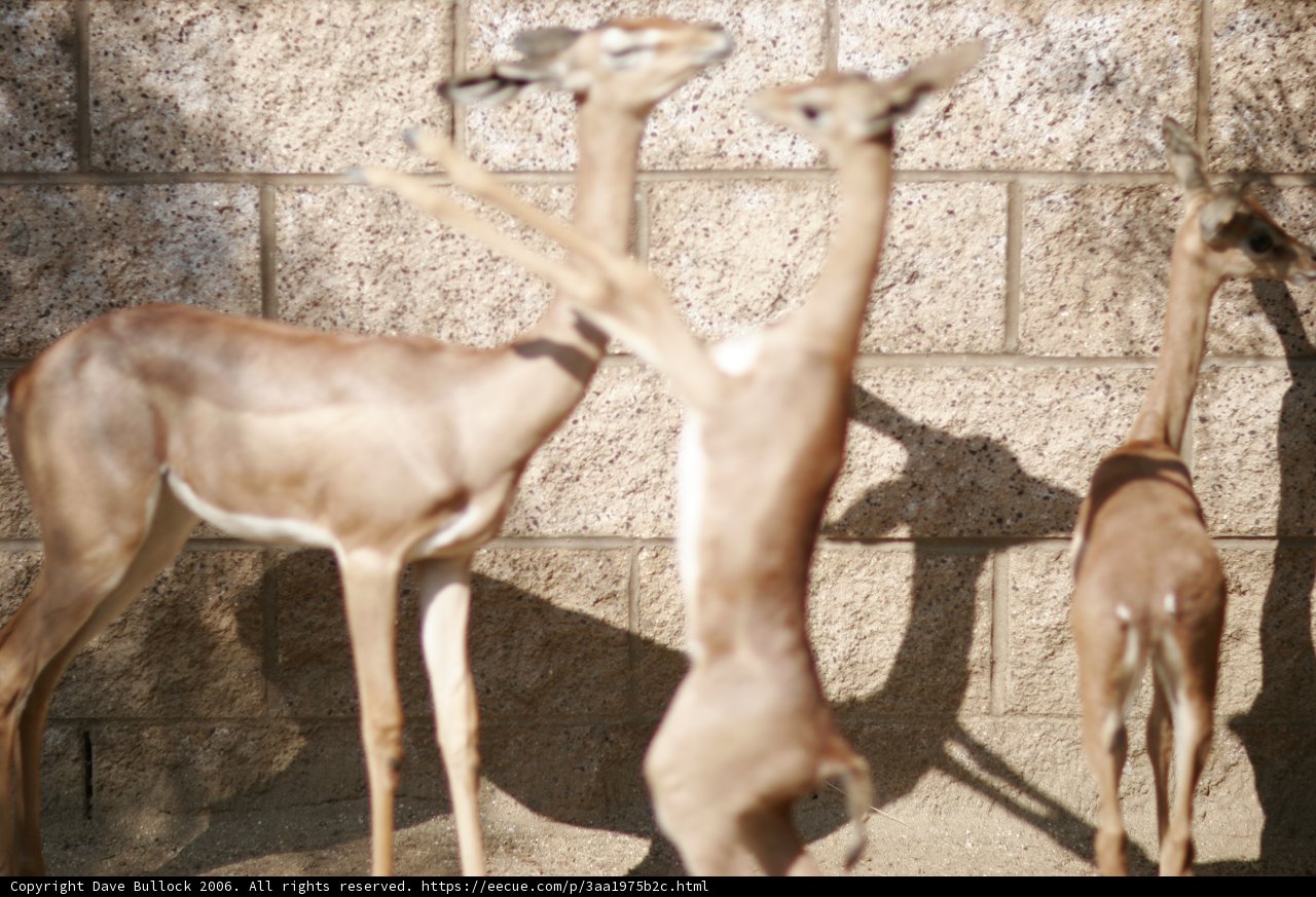 A Group of Impalas and Antelopes by the Wall