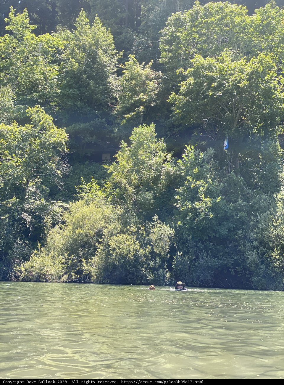 Swimming Amidst Lush Woodland
