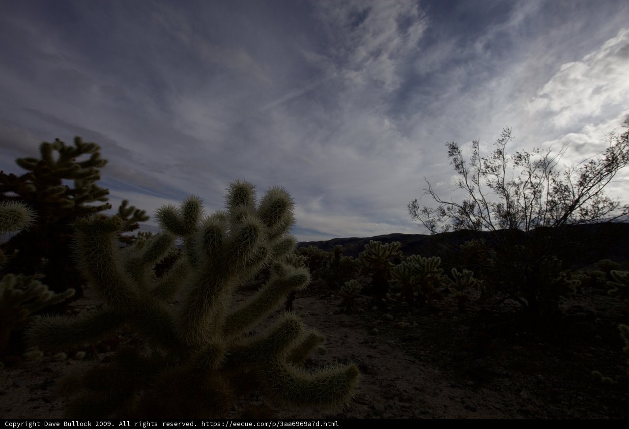 Sunset in the Cactus Land