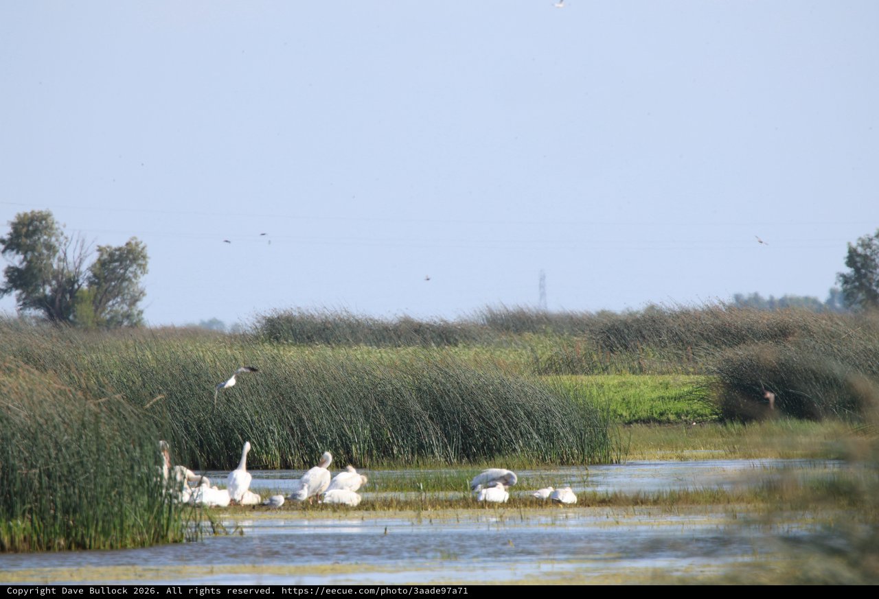 Pelicans and Waterfowl Resting in Wetland Marsh