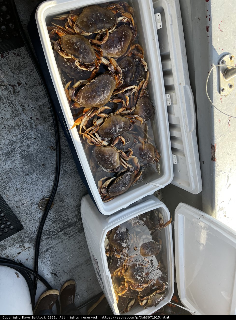 Freshly Caught Crabs