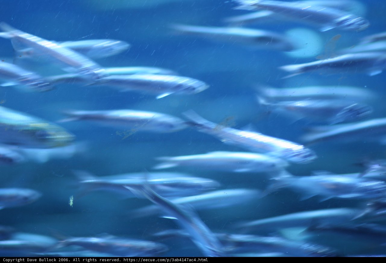 Swimming with the Fishes