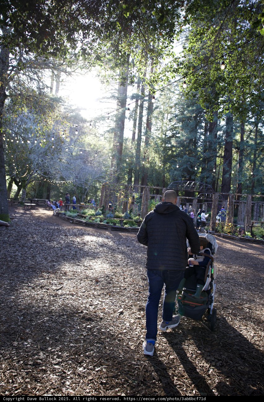 Woodland Wander