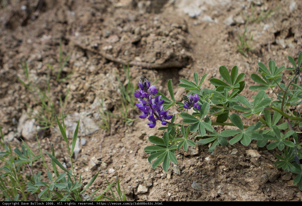 Lupin Blossom in the Catalina Wilderness