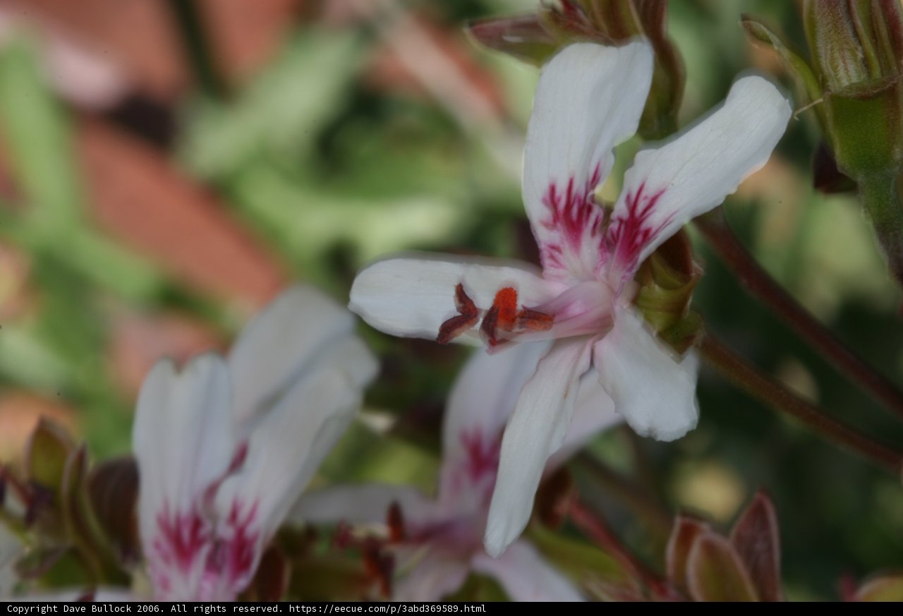 Geranium Blossom Up Close