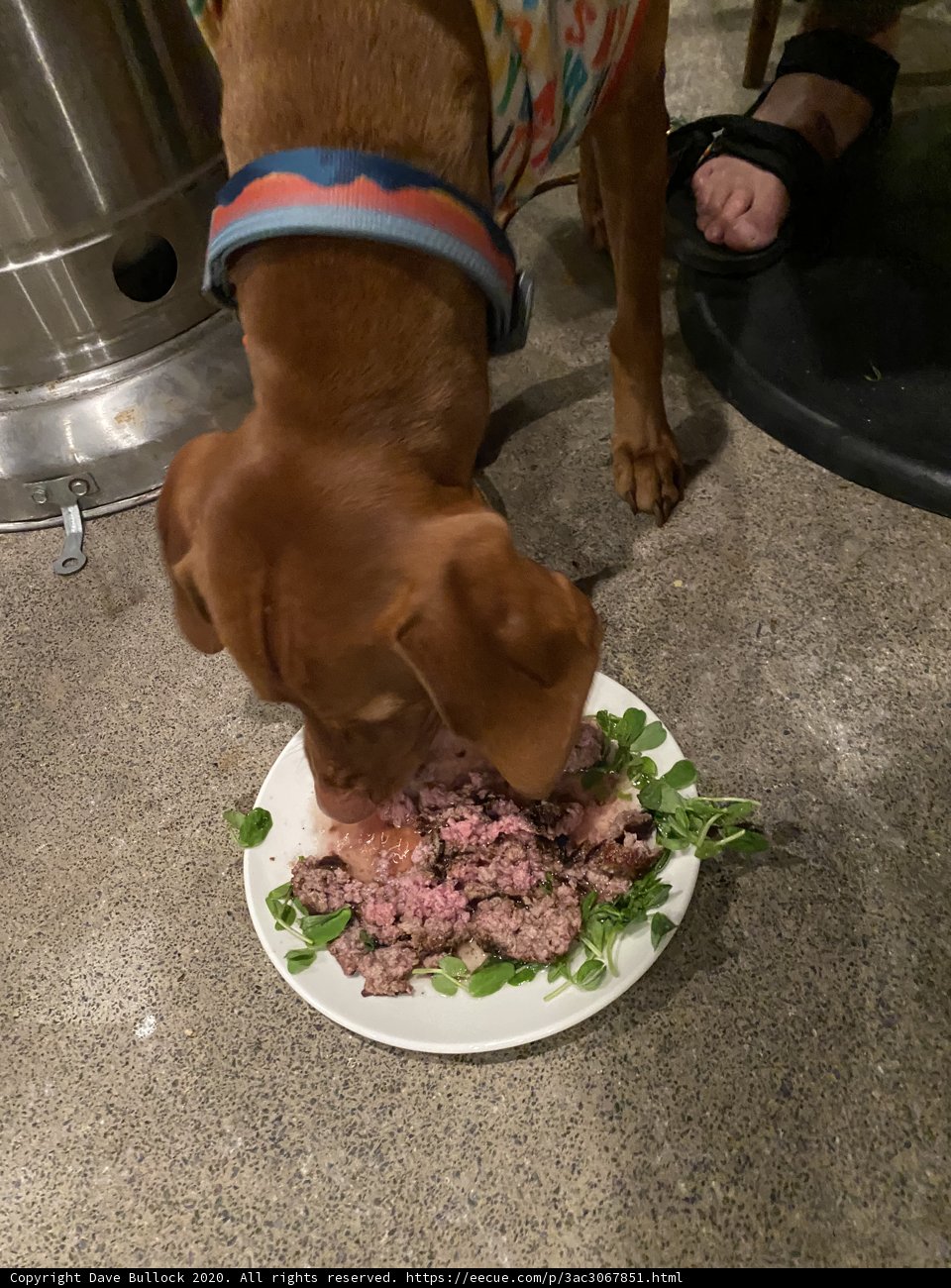 Hungry Pup's Meal Time