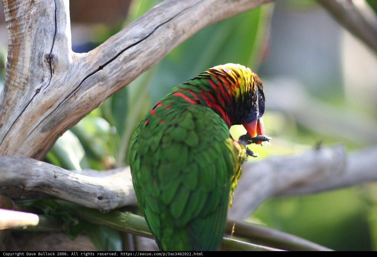 Vibrant Parrot Perched on Branch