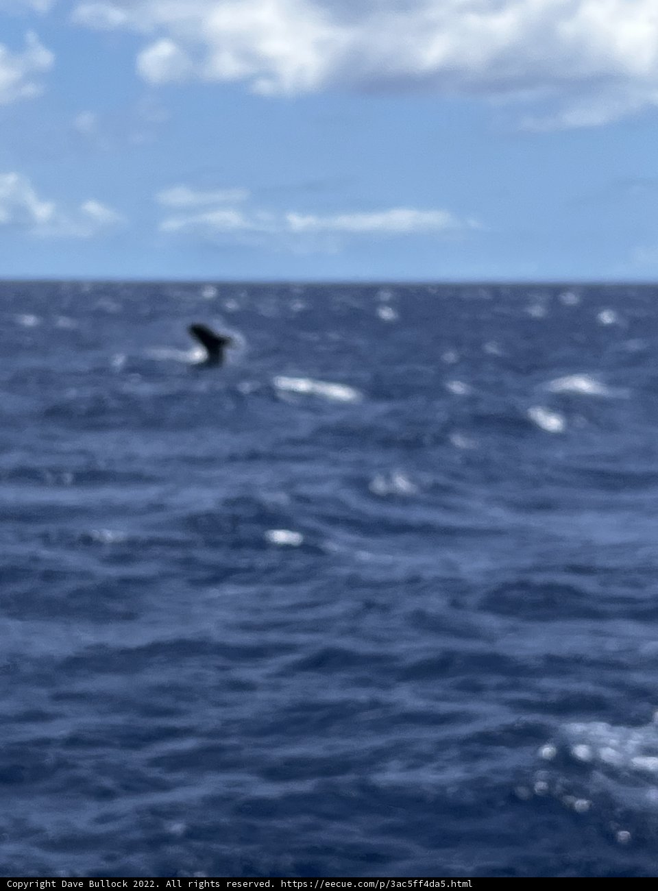 Majestic Whale Swimming in the North Pacific Ocean