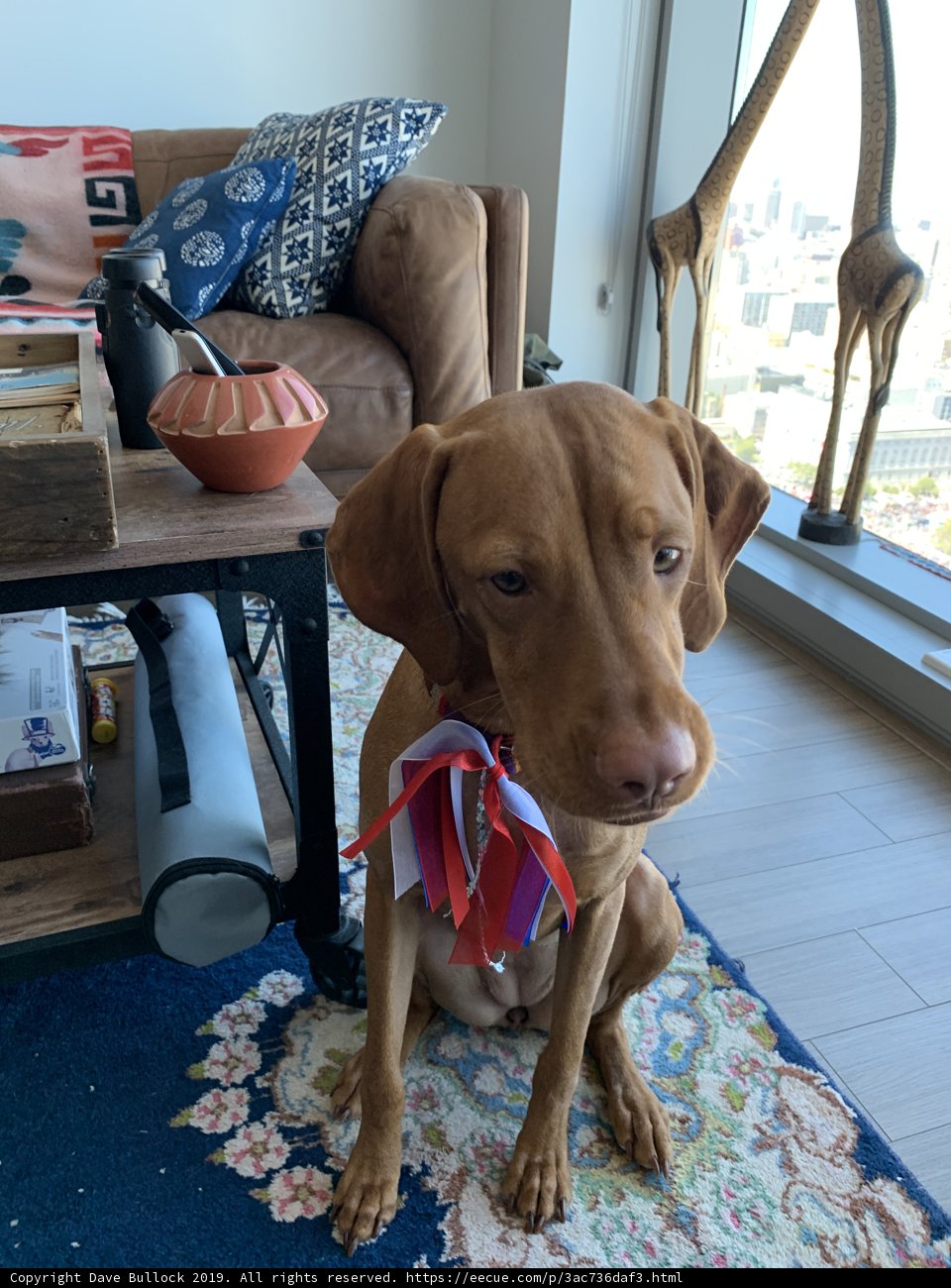Cozy Companion