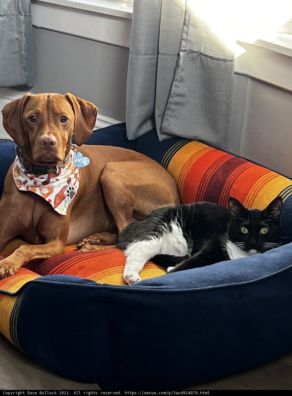 Furry Friends Napping Together