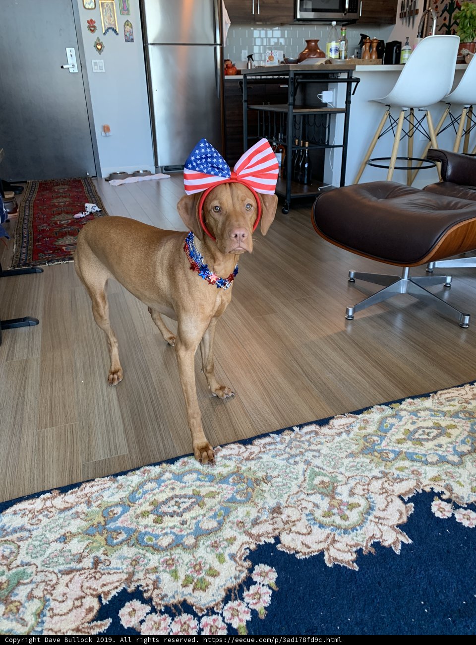Patriotic Pooch