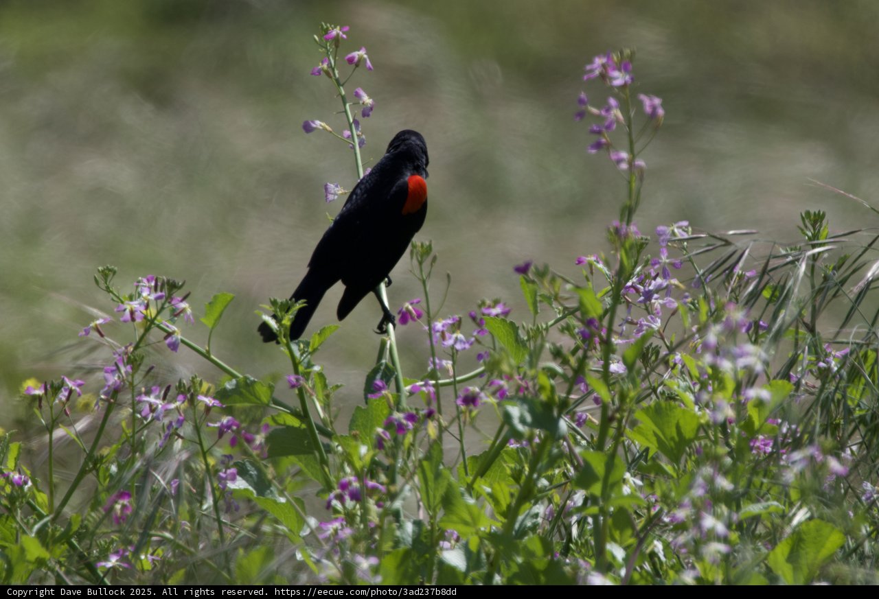Harmony in Nature: A Blackbird's Perch