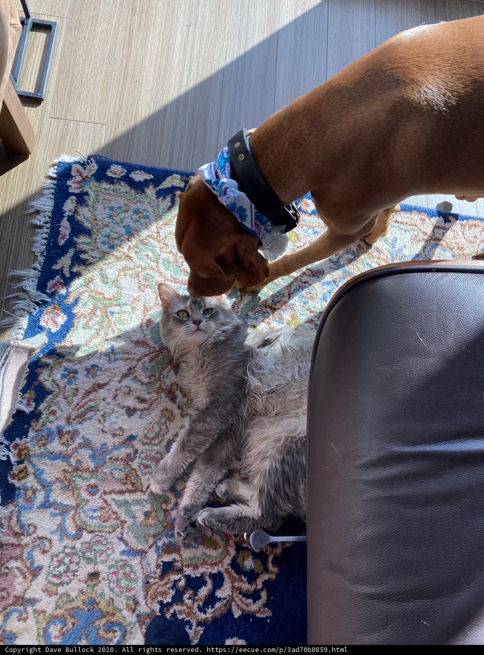 Furry Companions Collide