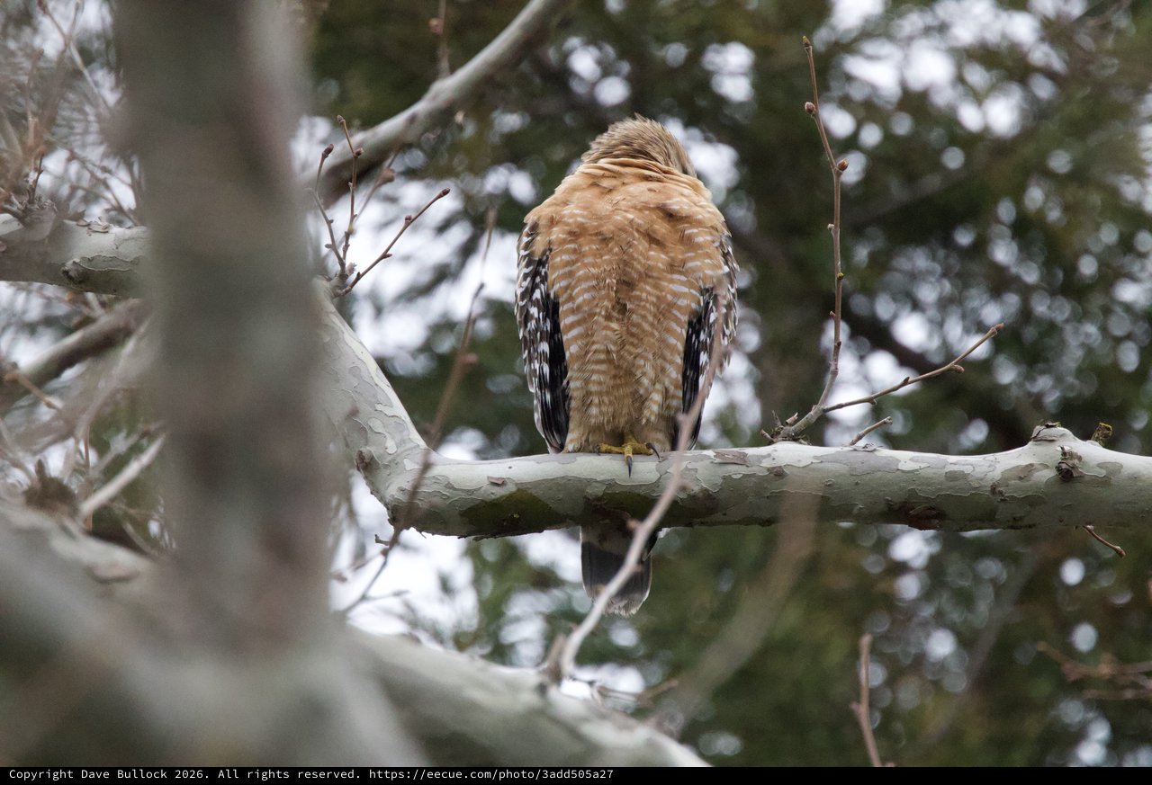 Red-shouldered Hawk Perched with Head Turned Back
