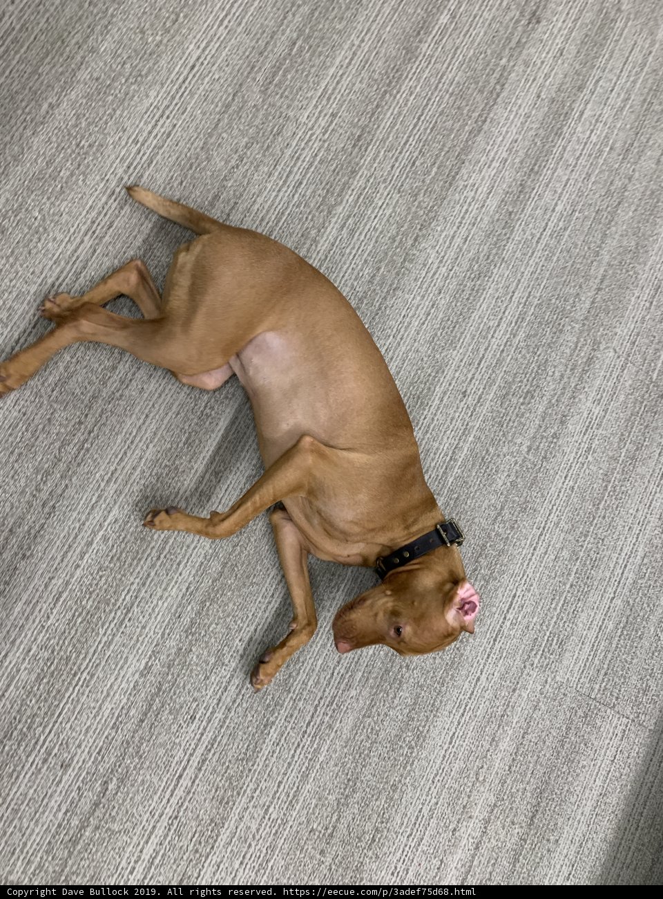 Relaxing Vizsla at Home