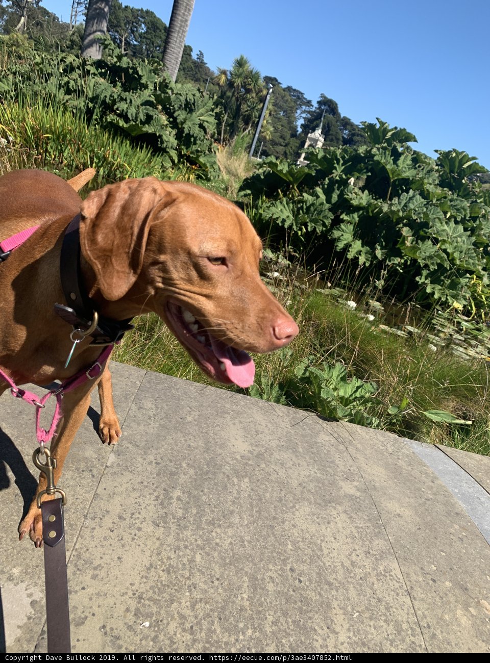 Stylish Pup on the Sidewalk