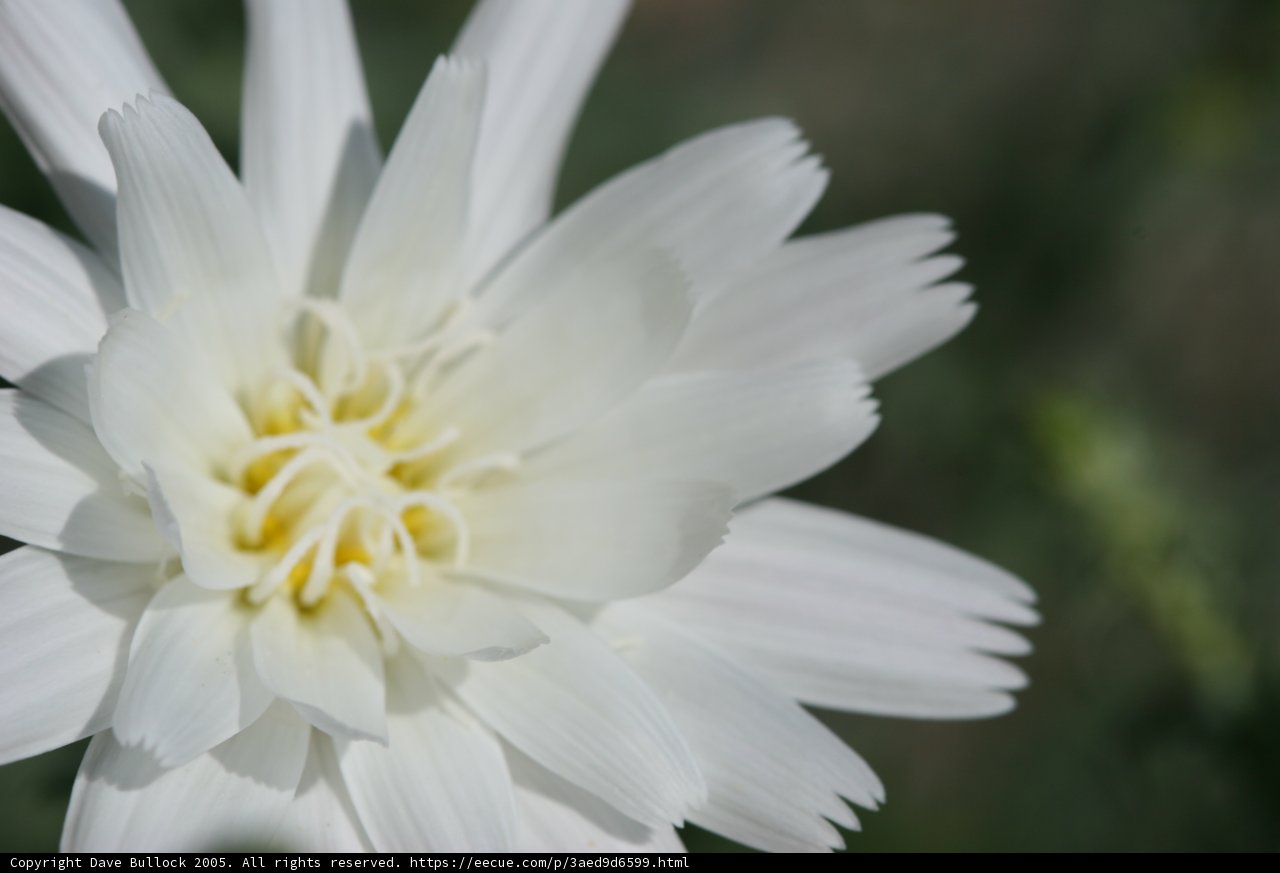 White Daisy with Yellow Center