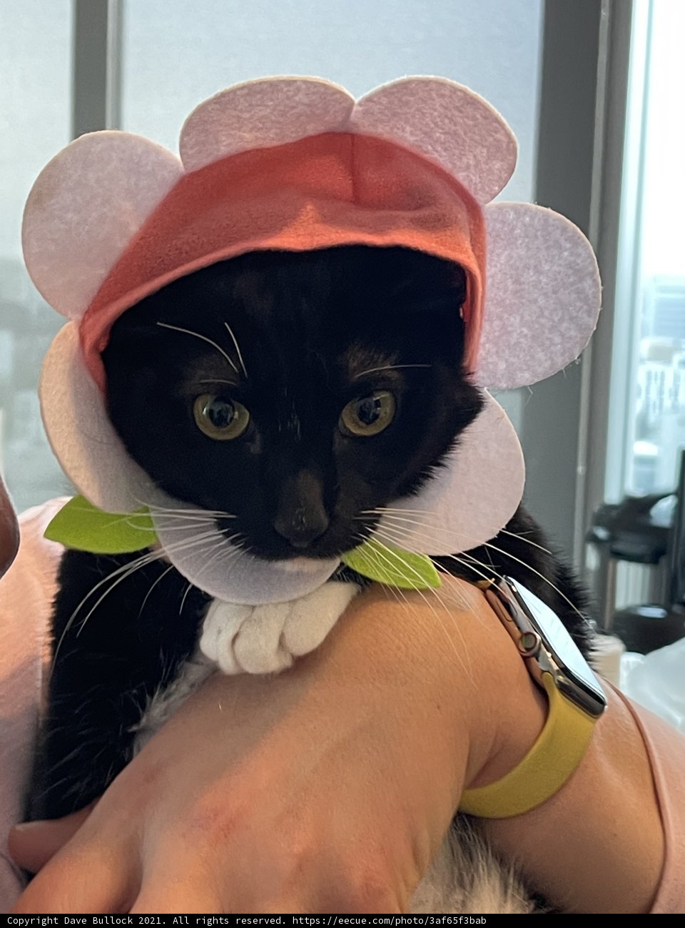 The Flower-Crowned Feline