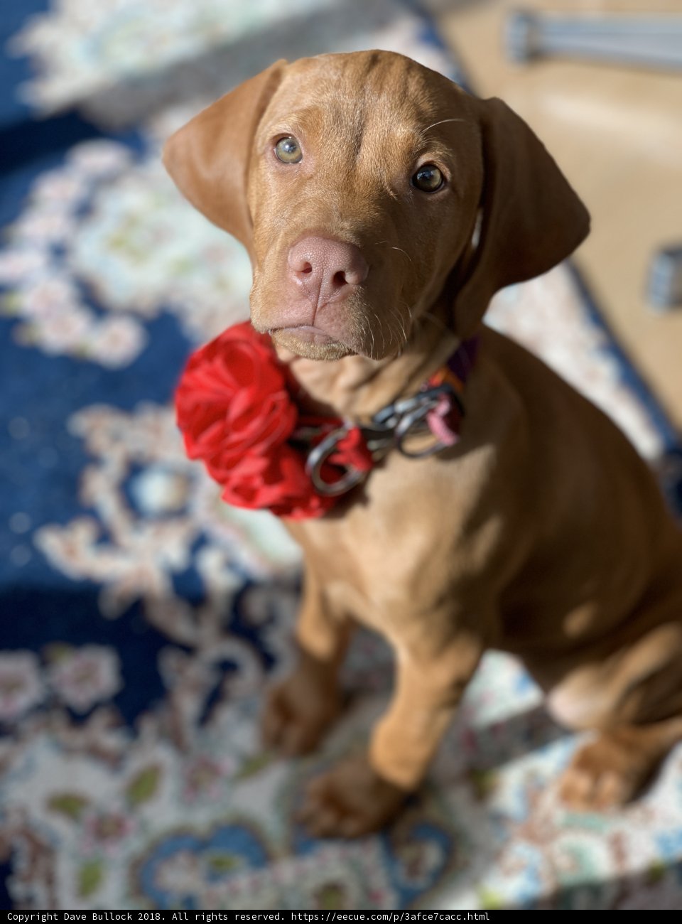 Flower Collar