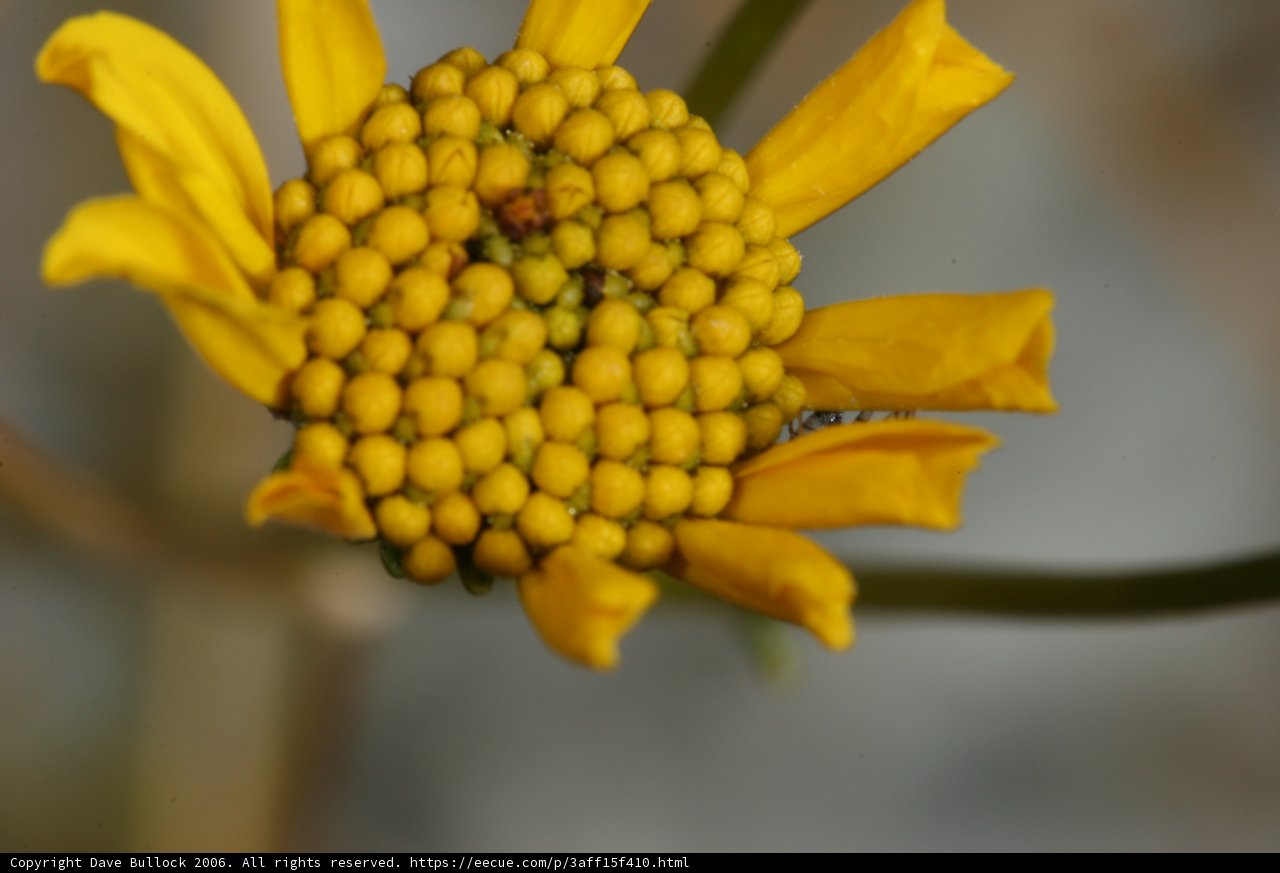 Bright and Beautiful Yellow Flower