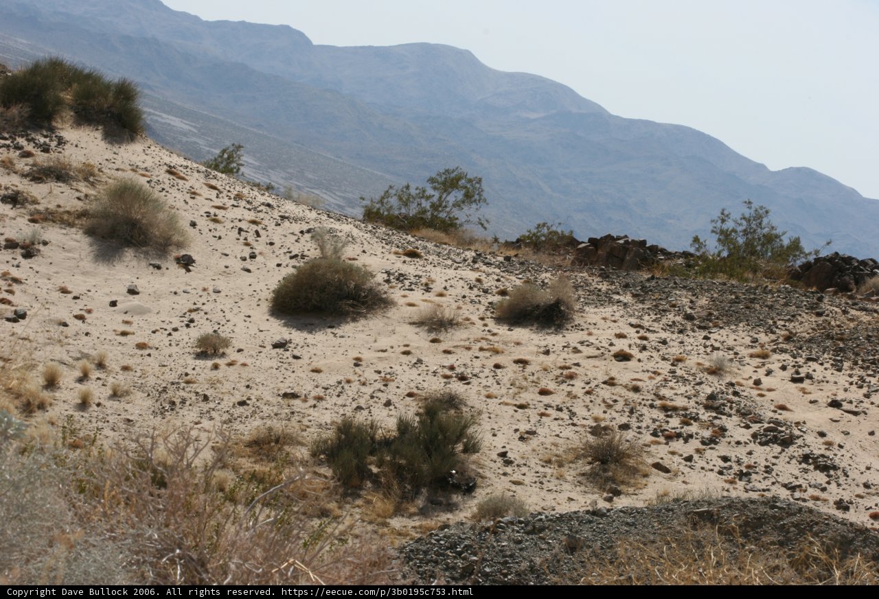 Lone Cow in the Desert Wilderness