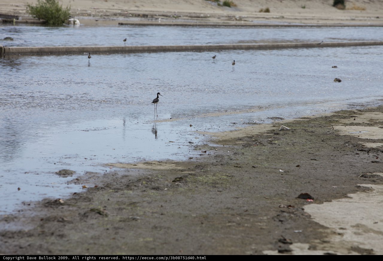Bird on the Shoreline