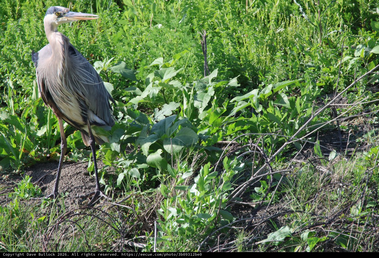 Great Blue Heron Standing in Lush Wetland Vegetation