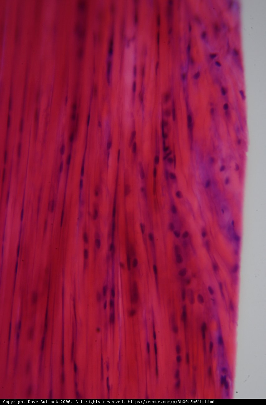 Vibrant Velvet