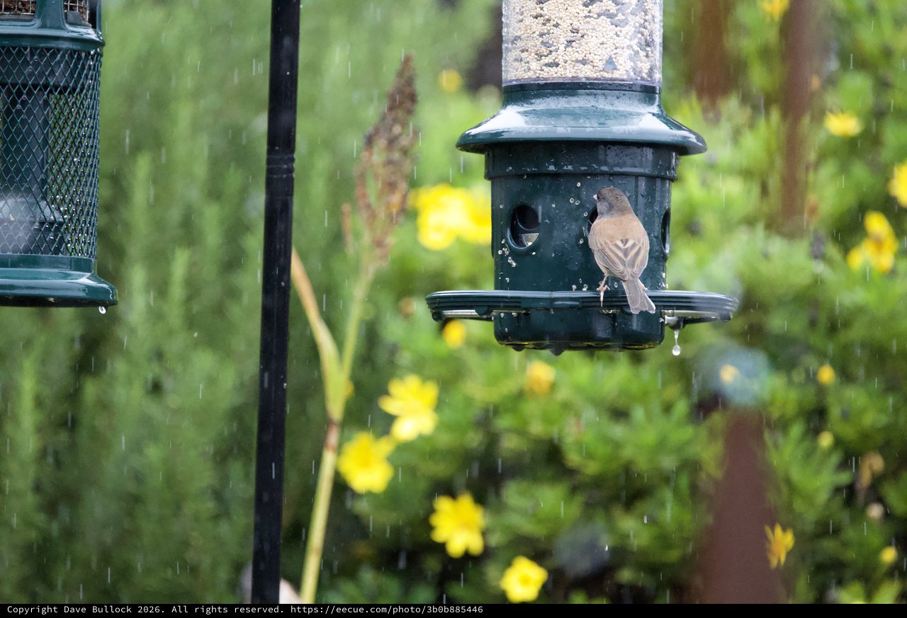 Small Bird Feeding in the Rain at Garden Feeder