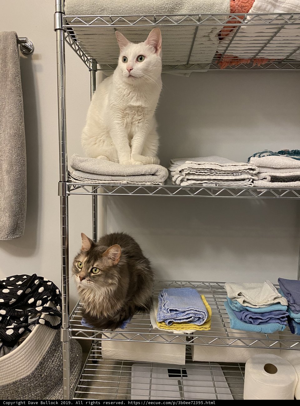Feline Roommates