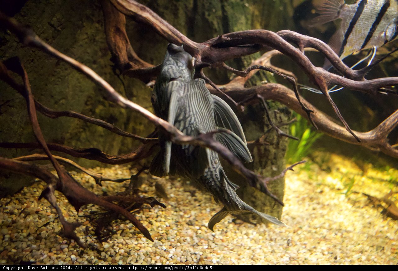 Underwater Odyssey at the California Academy of Sciences