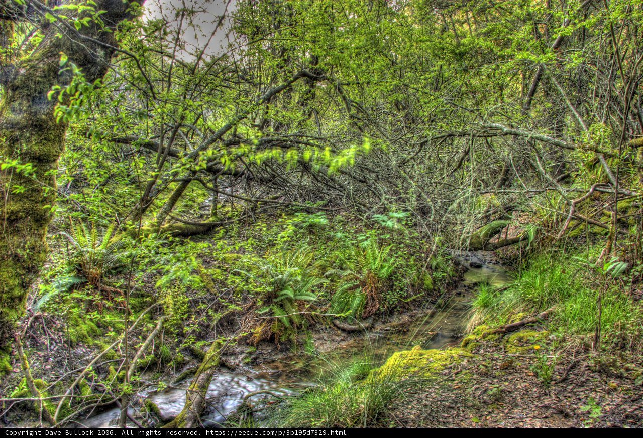 Tranquil Stream in the Wilderness